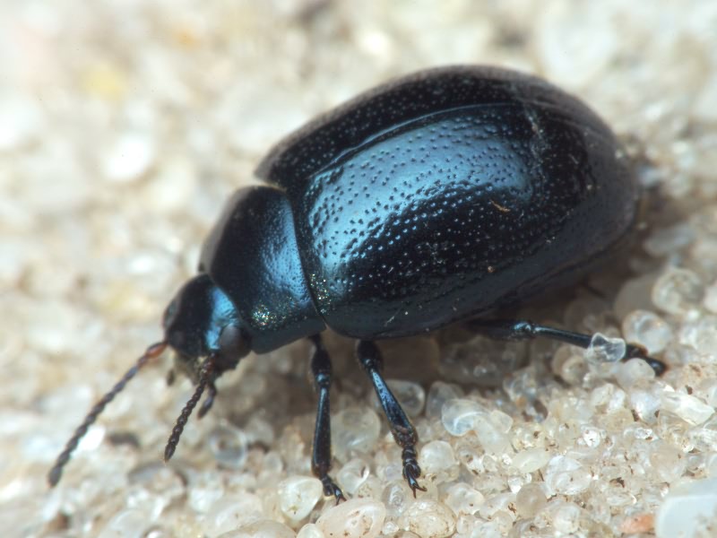 Chrysolina haemoptera (Linnaeus, 1758)